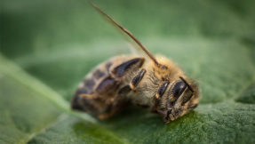 Studie: Dramatisches Insektensterben in Deutschland