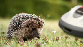 Mähroboter verletzen Igel im Garten