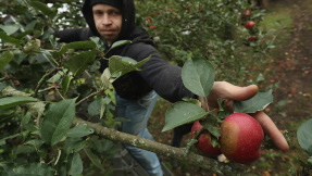 Schlechte Ernte: Äpfel werden deutlich teurer