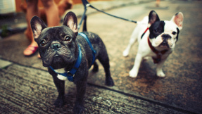 Darum leben Hundebesitzer länger