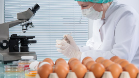 Krankheitsgefahr: Supermärkte warnen vor Salmonellen