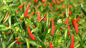 Chili-Pflanzen: So gedeihen die scharfen Schoten