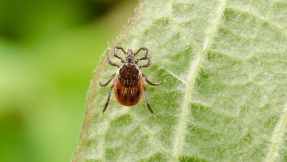 Schützen Sie sich vor gefährlichen Zecken im Garten!