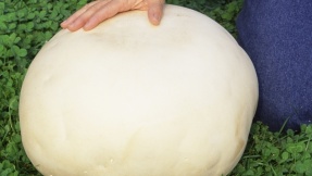 Mahlzeit! Diese Kugel können Sie essen