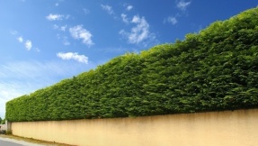 Blickdicht: Welche Hecke ist geeignet?