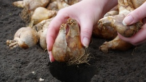 Herbst: Was muss ich jetzt fürs nächste Jahr pflanzen?