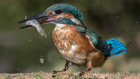 Wildlife, Stubentiger & Co.: Die besten Tierfotos 2016