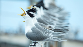 Wildlife, Stubentiger & Co.: Die besten Tierfotos 2017