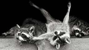 Wildlife, Stubentiger & Co.: Die besten Tierfotos 2018