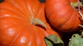 Kürbisse: Das vielseitige Herbst-Gemüse