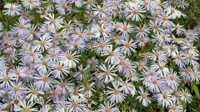 Winterharte Pflanzen für jeden Garten