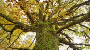 Auf Holz geklopft: Von Baum-Riesen, -Zwergen und -Opas