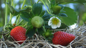 Ran ans Beet: Eigene Erdbeeren schmecken am besten