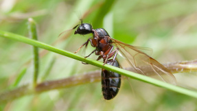 So machen die fliegenden Ameisen die Fliege