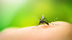 Fliegende Nervensägen: Was schützt vor Mücken?