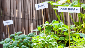 Aus dem Kräutergarten: Pesto einfach selbst gemacht