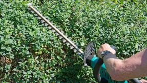 Darf ich jetzt noch meine Hecke stutzen?