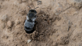 Erdbienen im Garten  nützlich und absolut harmlos