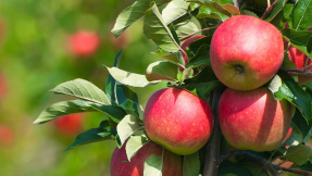 Clean Eating: Die sechs goldenen Regeln