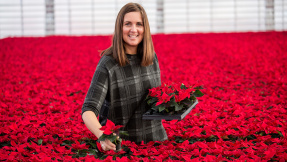 Die Weihnachtssterne kommen: Saison der knallroten Blumen