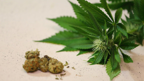 Cannabis: Heilmittel oder Highmittel?