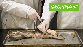 Mehrheitlich belastet: Greenpeace findet Pestizide in Fischen