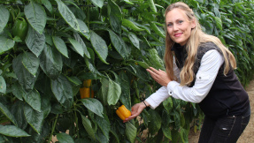 Grün, gelb, rot: Wie wächst Paprika eigentlich?