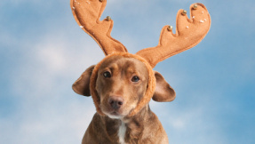 Hunde und Weihnachten: Wo hört es auf?