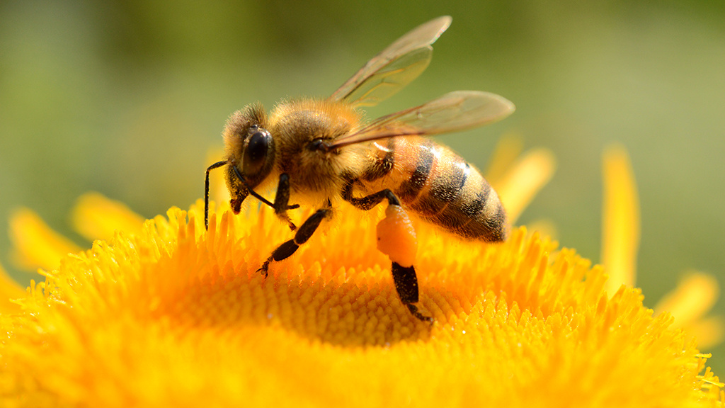 CeBIT 2017: Daten aus dem Bienenstock helfen Imkern