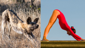 Animal Moves: Trainieren wie ein Tier!