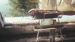Im Frühjahr kommt die Fliegeninvason: Was kann man tun?