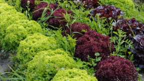 Mehr Ernte mit der richtigen Beet-Gemeinschaft