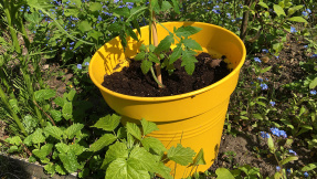 Gartenarbeit im Mai  das steht jetzt in Ihrem Garten an
