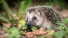 8 Tipps für einen tierischen Garten