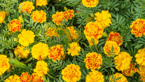 Tagetes  die perfekten Lückenfüller fürs Beet