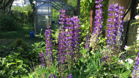 Gartenkalender: Gartenarbeit im Juni