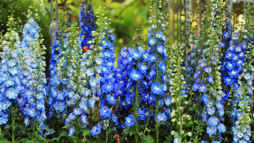 Rittersporn  blaue Riesen im Garten