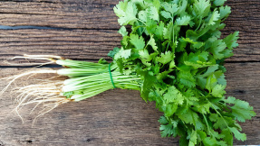 Koriander selbst pflanzen  Tipps und Tricks
