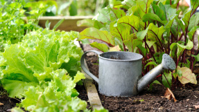 Gartenarbeit: Das sollten Sie noch im Juli erledigen