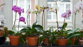 Orchideen-Ratgeber: Bloß nicht kaputt gießen!