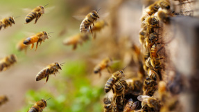 So kommen Sie zum eigenen Bienenstock