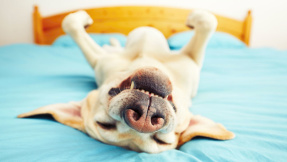 Streitfrage: Hund im Bett  darf das sein?