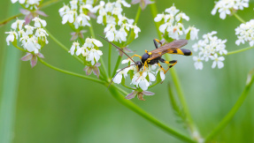 Gartenhelfer: Freuen Sie sich über diese Nützlinge!