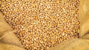 Lupinensamen als Gründünger binden Stickstoff