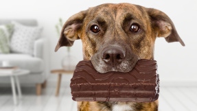 Diese Leckerlis dürfen Hund und Katze nie bekommen!