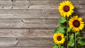 Sonnenblumen: So ziehen Sie die Blume in Ihrem Garten
