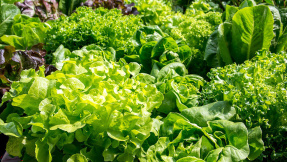 Salatsorten  von Frühling bis Winter