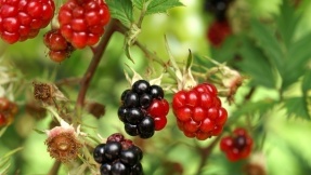 Es ist Brombeeren-Zeit: Das müssen Sie wissen