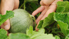 Charentais: Die Melone für Balkone