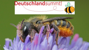 Wir tun was für Bienen  Pflanzwettbewerb